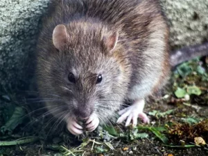 Rodent Control in Las Angeles