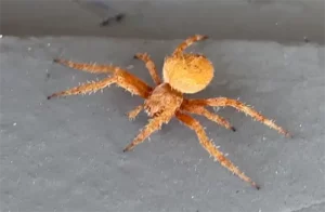 spider control in Pasadena California